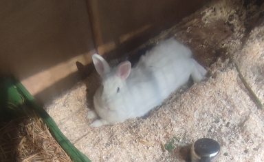 Alice