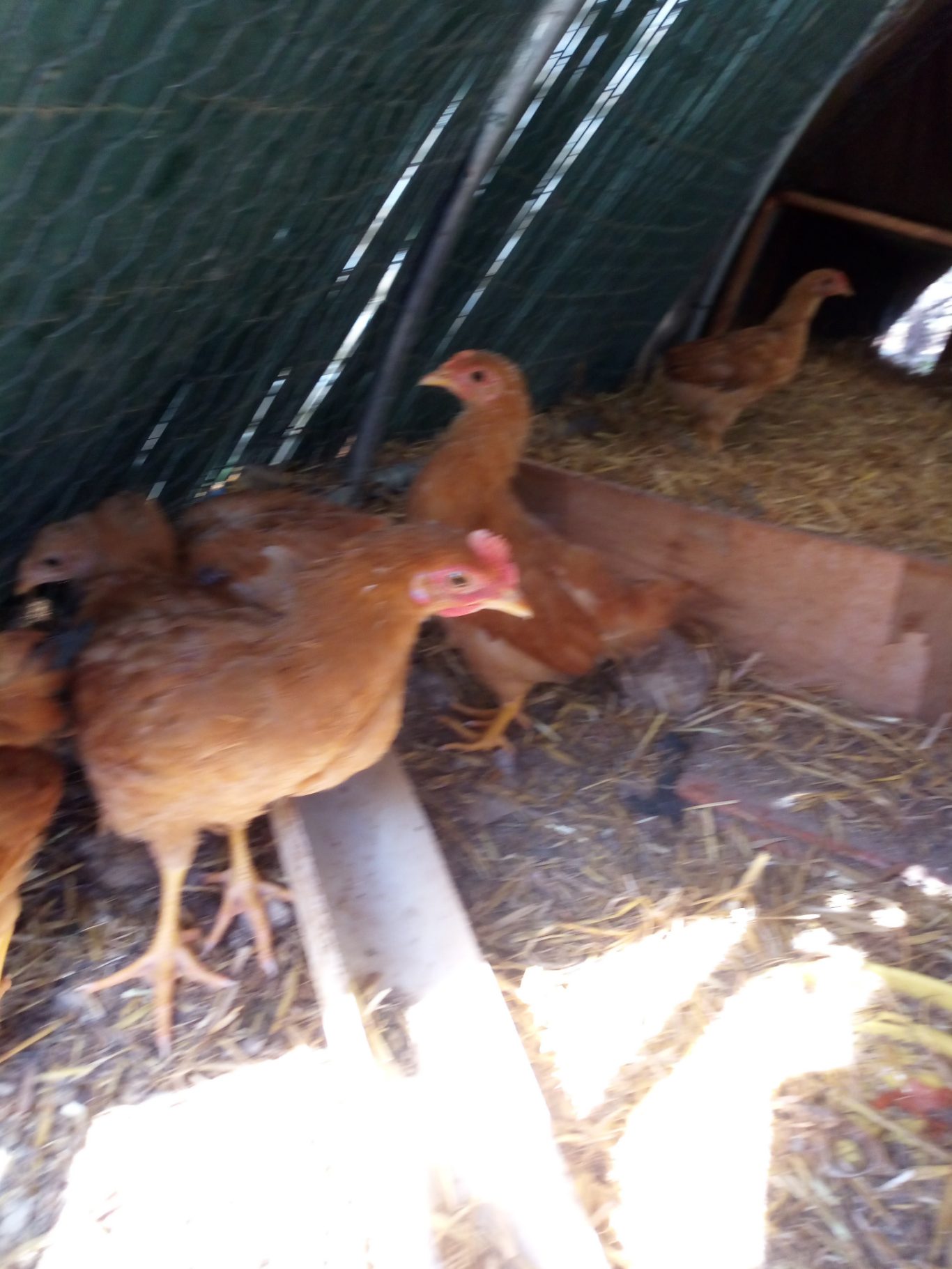 Nos poussins de 2024