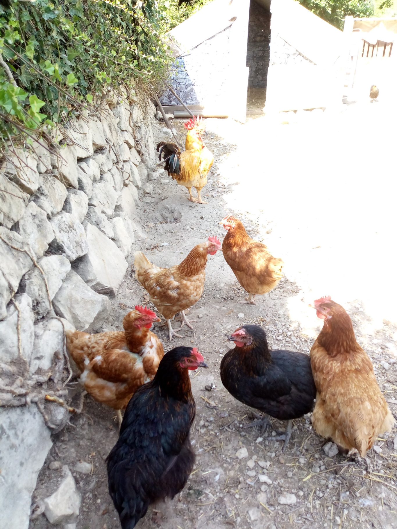 Poulaiiler ( septembre 2024)