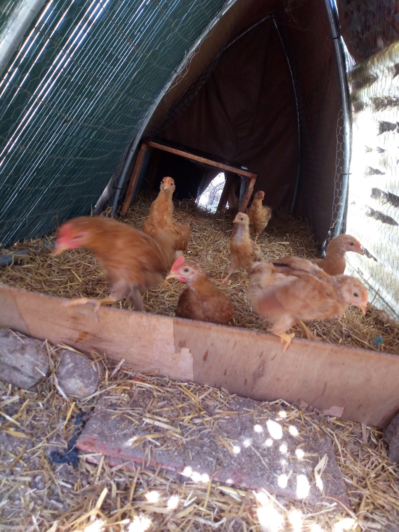 Nos poussins de 2024