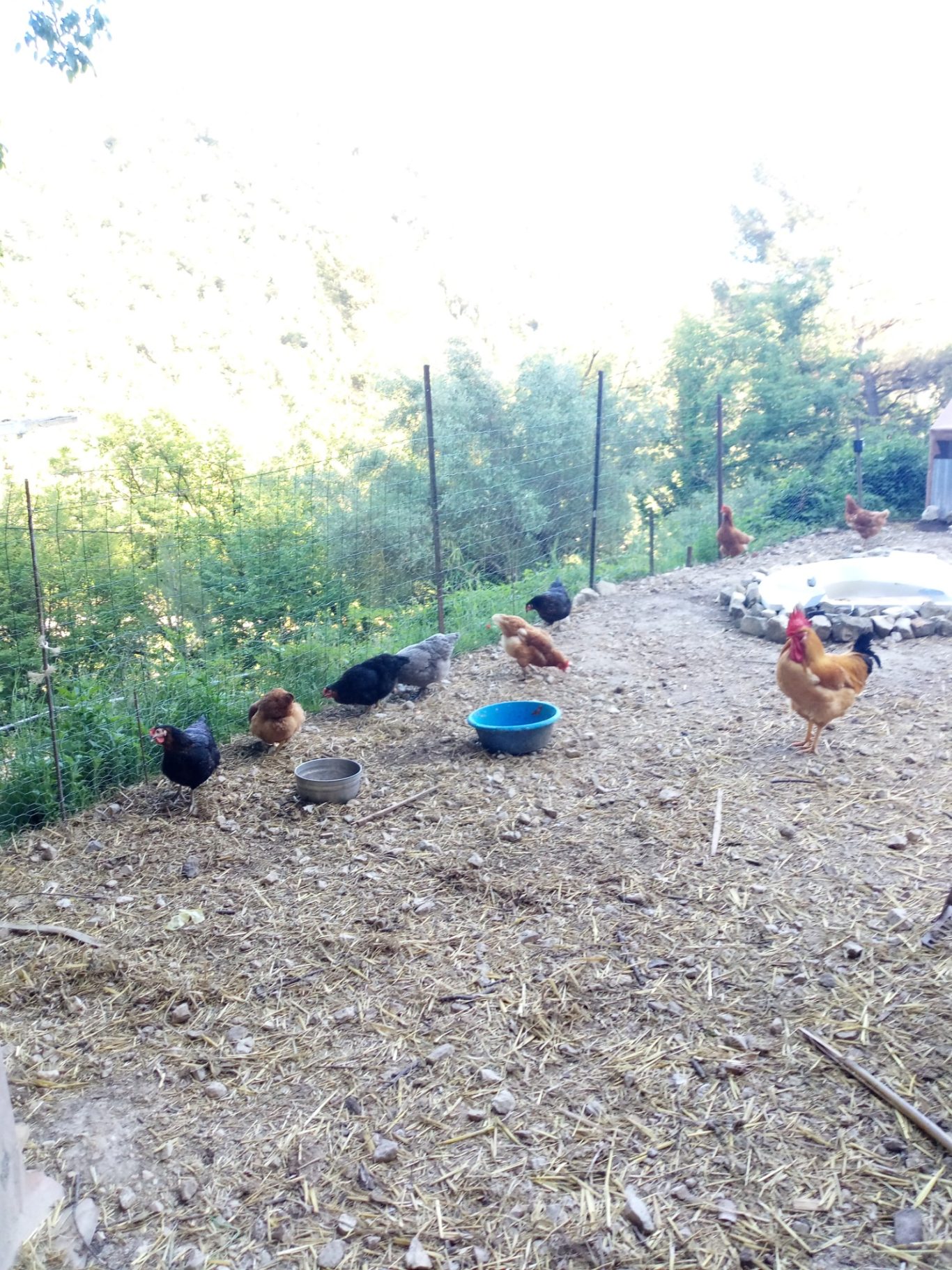 Les poules et Punky