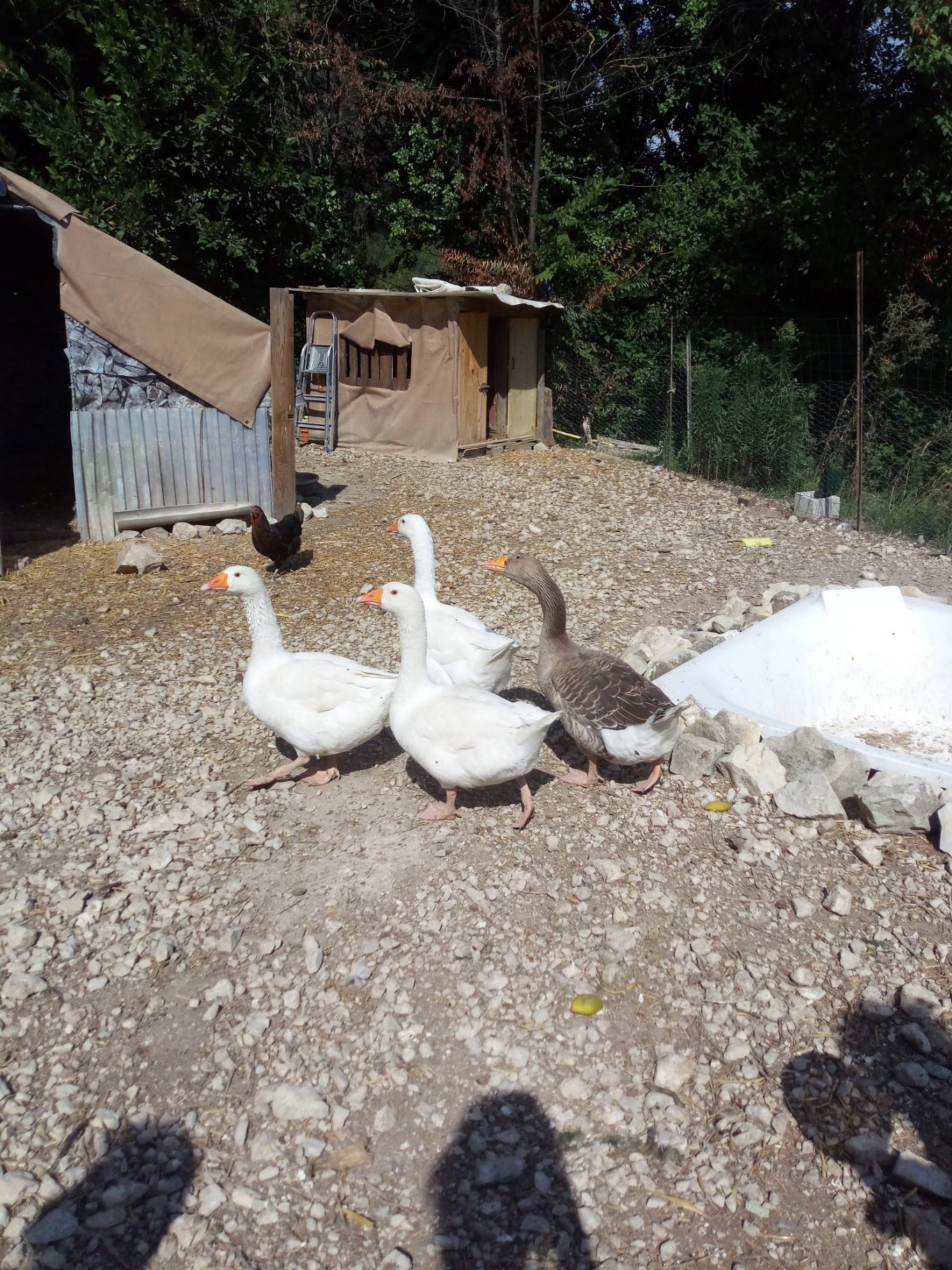 Les Oies en septembre 2024